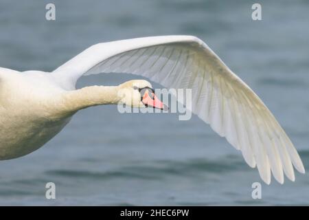 Ein stummer Schwan im Flug über einen Teich, sonniger Wintertag, Wien (Österreich) Stockfoto