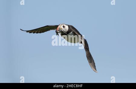 Atlantischer Papageitaucher Fraterkula arctica im Flug vom Hintergrund isoliert Stockfoto