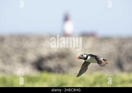 Atlantischer Papageitaucher Fraterkula arctica im Flug vom Hintergrund isoliert Stockfoto