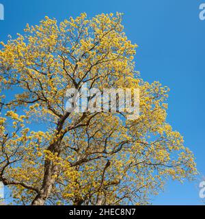 Frühling in der Seefestung Suomenlinna, Helsinki, Finnland Stockfoto