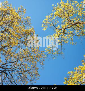 Frühling in der Seefestung Suomenlinna, Helsinki, Finnland Stockfoto