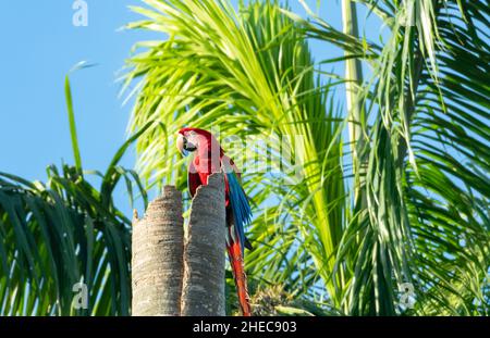 Exotischer roter und grüner Ara, Ara chloropterus, in freier Wildbahn auf einem toten Kokospalmenstumpf mit Palmenblatt im Hintergrund. Stockfoto