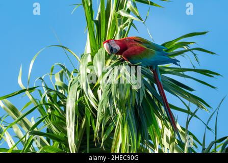 Schöner wilder roter und grüner Ara, der auf einem Palmenblatt vor dem blauen Himmel im Sonnenlicht starrt. Stockfoto