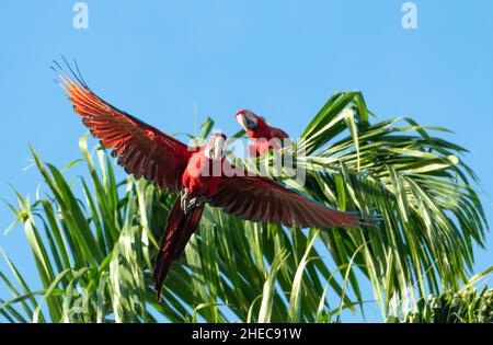 Ein Paar roter und grüner Aras, Ara chloropterus, einer fliegend und einer in einer Palme bleibend. Stockfoto