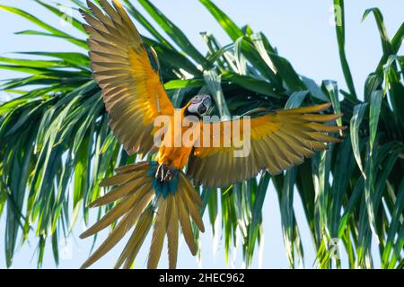 Schöner wilder blauer und gelber Ara, Ara ararauna, im Vollflug mit Federn und ausgestelltem Schwanz. Stockfoto