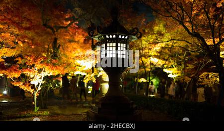 Laterne, Herbstszene, beleuchtete Gärten bei Nacht, Kyoto, Japan. Stockfoto