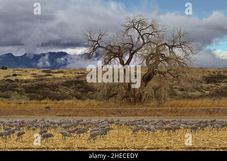 Harmonische Landschaft der Landschaft von New Mexico, grasende Sandhügelkrane Vögel, Berge und Himmel in Socorro County im Bernardo Wildlife Area Stockfoto