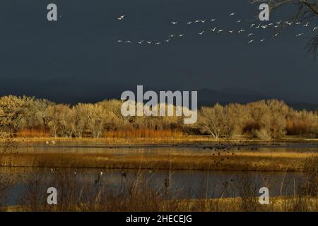 Glühende Sonne erleuchtet die malerische Landschaft der Bosque del Apache Refuge mit weißen Schneegänsen auf dem Flug über den dunkelblauen Winterhimmel in New Mexico Stockfoto