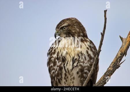 Kopf- und Oberkörperporträt von Hawk in Nahaufnahme im horizontalen Format mit Kopierbereich am linken blauen Himmel Stockfoto