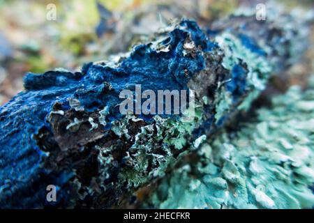 Ein Stück totes Holz aus einem Laubholzbaum in einem französischen Wald, das scheinbar grüne Flechten und einen blauen Pilz beherbergt (vielleicht Terana caerulea (oder Terana coerulea), allgemein bekannt als der Kobaltkrustenpilz oder Samtblau verbreitet). (128) Stockfoto