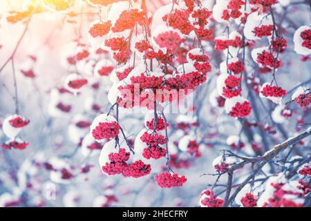 Rote Eberesche im Winter. Rowan Haufen auf den mit Schnee bedeckten Ästen Stockfoto