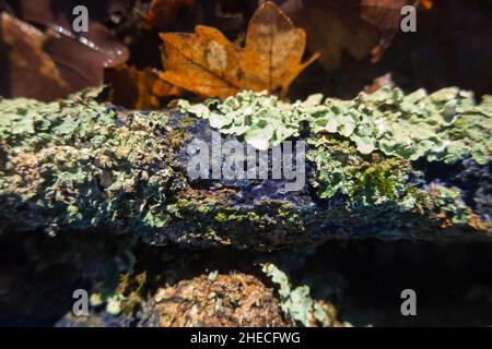 Ein Stück totes Holz aus einem Laubholzbaum in einem französischen Wald, das scheinbar grüne Flechten und einen blauen Pilz beherbergt (vielleicht Terana caerulea (oder Terana coerulea), allgemein bekannt als der Kobaltkrustenpilz oder Samtblau verbreitet). (128) Stockfoto