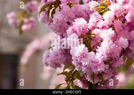 Rosa Blüten der Kirschblüte im Frühling. Schöne florale Natur Hintergrund im Garten Stockfoto