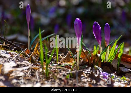 Natur Hintergrund mit Krokusblüten. Violette Blüte der Gartenflora an einem sonnigen Tag im Frühjahr Stockfoto