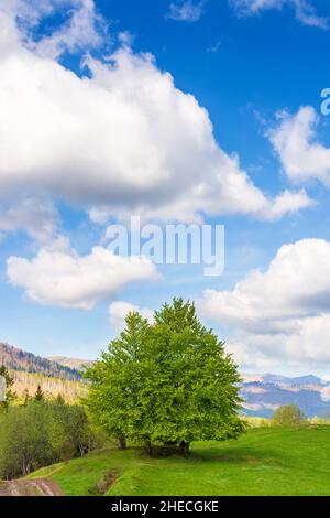 Baum auf dem grasbewachsenen Hügel. Grüne Natur in bergiger Landschaft. Wunderbarer blauer Himmel mit Wolken an einem sonnigen Tag im frühen Frühjahr Stockfoto