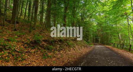 Ländliche Asphaltstraße durch Wald. Grüne Naturlandschaft im Sommer. Schöne Szene des Naturparks Vihorlat in der slowakei Stockfoto