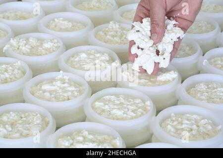 Frankreich, Alpes de Haute Provence, regionaler Naturpark Luberon, Ongles, La cabre du rocher, landwirtschaftliche Produktion von banon AOC (roher Ziegenmilchkäse), Käseherstellung mit dem Formen des Quark Stockfoto