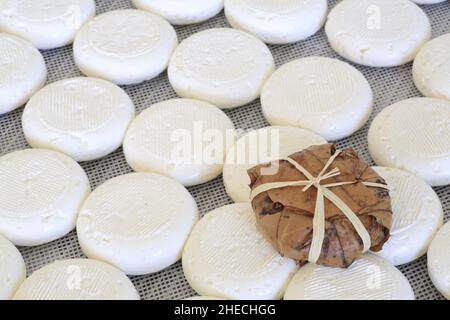 Frankreich, Alpes de Haute Provence, regionaler Naturpark Luberon, Ongles, La cabre du rocher, landwirtschaftliche Produktion von banon AOC (roher Ziegenmilchkäse), Käseherstellung mit dem Fertigprodukt, umgeben von Kastanienbäumen Stockfoto