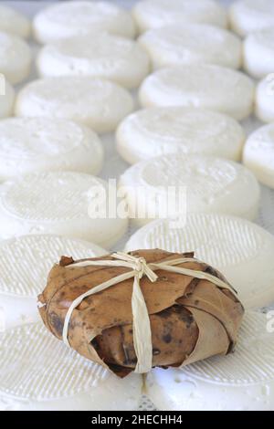 Frankreich, Alpes de Haute Provence, regionaler Naturpark Luberon, Ongles, La cabre du rocher, landwirtschaftliche Produktion von banon AOC (roher Ziegenmilchkäse), Käseherstellung mit dem Fertigprodukt, umgeben von Kastanienbäumen Stockfoto