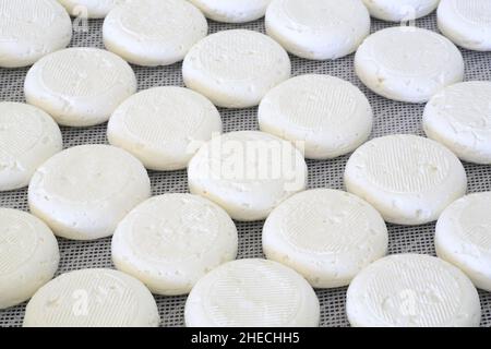 Frankreich, Alpes de Haute Provence, regionaler Naturpark Luberon, Ongles, La cabre du rocher, landwirtschaftliche Produktion von banon AOC (roher Ziegenmilchkäse), Käseherstellung Stockfoto