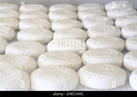 Frankreich, Alpes de Haute Provence, regionaler Naturpark Luberon, Ongles, La cabre du rocher, landwirtschaftliche Produktion von banon AOC (roher Ziegenmilchkäse), Käseherstellung Stockfoto