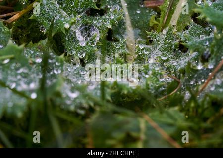 Nahaufnahme von Tautropfen auf einer Distel, die im Gras in einer Herbstlandschaft im Garten wächst Stockfoto