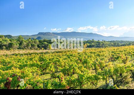 Frankreich, Var, regionaler Naturpark Sainte Baume, Nans les Pins, Weinberg IGP Var und das Massif de la Sainte Baume im Hintergrund // Frankreich, Var (8 Stockfoto