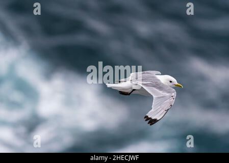 Island, Vesturland Region, Snaefellsnes Peninsula, in der Nähe des Skalasnagi Lighthouse, Kittiwake (Rissa tridactyla), die über das Meer fliegt Stockfoto