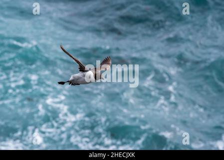 Island, Vesturland Region, Snaefellsnes Peninsula, in der Nähe des Skalasnagi Leuchtturms, gemeiner Guillemot (Uria Aalge), der über dem Meer fliegt Stockfoto