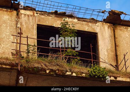 Die Natur des Lebens setzt sich auch in einem verlassenen Haus fort Stockfoto