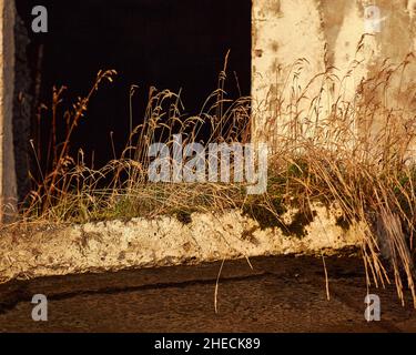 Die Natur des Lebens setzt sich auch in einem verlassenen Haus fort Stockfoto