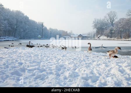 Frankreich, Isere, Bourgoin-Jallieu, Teich von Rosiere unter dem Schnee Stockfoto