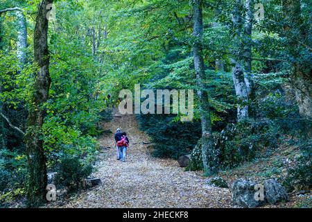 Frankreich, Var, regionaler Naturpark Sainte Baume, Wanderer im Massif de la Sainte Baume in der Nähe der Parisiens-Kapelle, Relikt aus Buchenholz auf der Nordrutsche Stockfoto