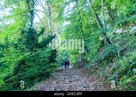 Frankreich, Var, regionaler Naturpark Sainte Baume, Wanderer im Massif de la Sainte Baume in der Nähe der Parisiens-Kapelle, Relikt aus Buchenholz auf der Nordrutsche Stockfoto