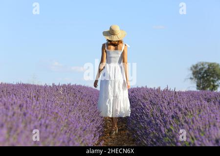 Ganzkörper-Rückenansicht Porträt einer Frau in weißem Kleid, die durch ein Lavendelfeld geht Stockfoto