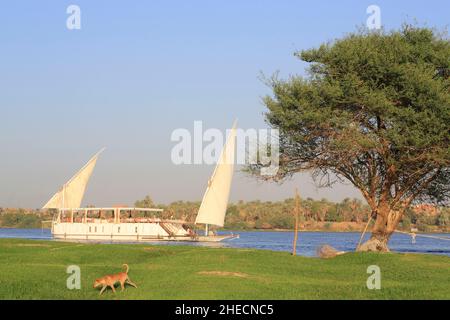 Ägypten, Oberägypten, Niltal, Umgebung von Assuan, Herdiab, Dahabieh Luxor auf dem Nil, die zwischen Esna und Assuan fährt Stockfoto