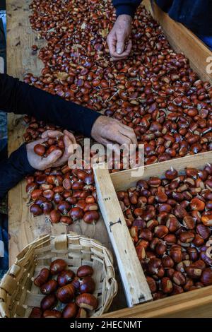 Frankreich, Var, Massif des Maures, Collobrieres, Kastanienkiste während des Fetes de la Chataigne (Kastanienfest) an den letzten drei Sonntagen im Oktober Stockfoto