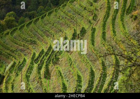 Frankreich, Aveyron, Le Fel, Weinberge Stockfoto