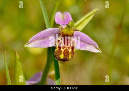 Bee Orchid, Orphy apifera, weit verbreitet in Großbritannien auf kalkhaltigen Böden, blühend im Juni und Juli, Wiltshire, England, Großbritannien. Stockfoto