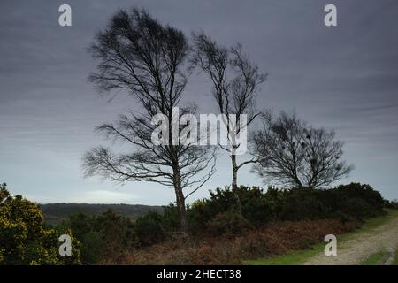 Winterbäume im New Forest hampshire Stockfoto