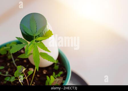 Zusammensetzung Des Cannabisprodukts Im Innen. Hanfblätter und Medizinflasche auf einem natürlichen Hintergrund. Stockfoto