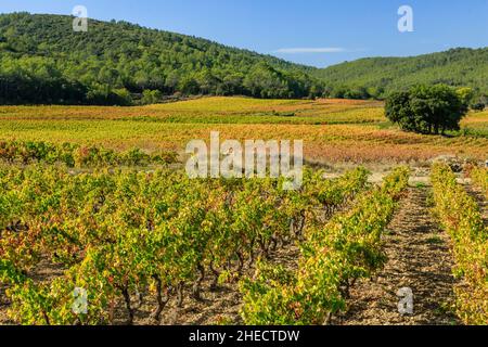 Frankreich, Var, Le Thoronet, Weingut AOP Chateau Sainte Croix, Appellation Cotes de Provence // Frankreich, Var (83), Le Thoronet, vignoble AOP Château Sain Stockfoto