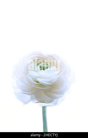 Eine große weiße Ranunculus-Blume auf weißem Hintergrund.isolierte asiatische Butterblume auf einem perfekt weißen Hintergrund. Layout für ein Design mit Platz zum Kopieren. Hochwertige Fotos Stockfoto