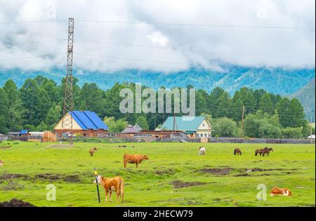 Rustikale Aussicht, Landschaft mit Tieren, Kühe, Pferde grasen auf einer Wiese und private Häuser, Hütten, Ranches in hochalpinem Gelände Stockfoto