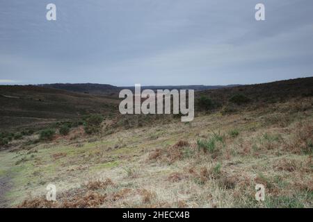 New Forest hampshire Stockfoto