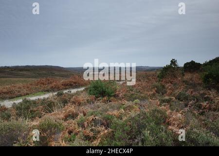 New Forest Hampshire Stockfoto