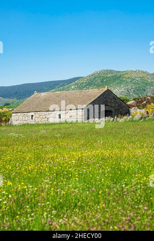 Frankreich, Lozere, Umgebung von Pont de Montvert - Sud Mont Lozere, Schafstall entlang des Stevenson Trails oder GR 70 Stockfoto