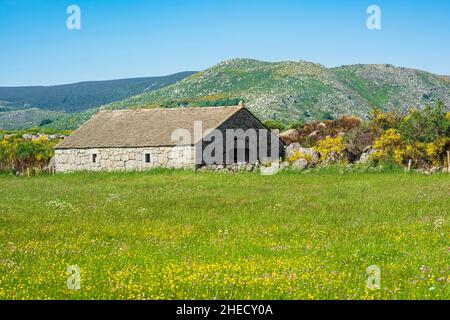 Frankreich, Lozere, Umgebung von Pont de Montvert - Sud Mont Lozere, Schafstall entlang des Stevenson Trails oder GR 70 Stockfoto