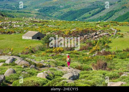 Frankreich, Lozere, Umgebung von Pont de Montvert - Sud Mont Lozere, Wanderung auf dem Stevenson Trail oder GR 70 Stockfoto