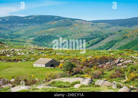 Frankreich, Lozere, Umgebung von Pont de Montvert - Sud Mont Lozere, Landschaft entlang des Stevenson Trails oder GR 70 Stockfoto